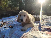 DEEDRA, a female Golden Retriever for sale in Pittsburg, TX – Photo 8 of 10