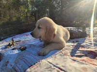 DEEDRA, a female Golden Retriever for sale in Pittsburg, TX – Photo 1 of 10