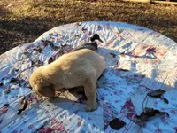 DEEDRA, a female Golden Retriever for sale in Pittsburg, TX – Photo 4 of 10