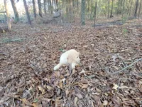 DEEDRA, a female Golden Retriever for sale in Pittsburg, TX – Photo 10 of 10