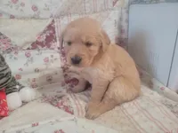 Naevia, a female Golden Retriever for sale in Pittsburg, TX – Photo 7 of 10