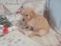 Naevia, a female Golden Retriever for sale in Pittsburg, TX – Photo 3 of 10