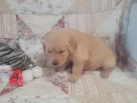 Naevia, a female Golden Retriever for sale in Pittsburg, TX – Photo 8 of 10