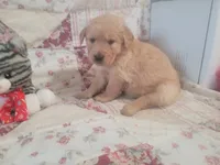 Naevia, a female Golden Retriever for sale in Pittsburg, TX – Photo 6 of 10