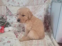 Naevia, a female Golden Retriever for sale in Pittsburg, TX – Photo 9 of 10