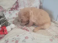 Naevia, a female Golden Retriever for sale in Pittsburg, TX – Photo 10 of 10