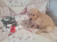 Naevia, a female Golden Retriever for sale in Pittsburg, TX – Photo 2 of 10