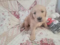 Mira, a female Golden Retriever for sale in Pittsburg, TX – Photo 4 of 10