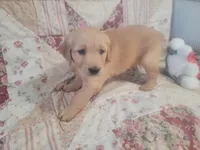 Mira, a female Golden Retriever for sale in Pittsburg, TX – Photo 1 of 10