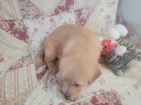 Mira, a female Golden Retriever for sale in Pittsburg, TX – Photo 5 of 10