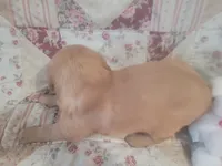 Mira, a female Golden Retriever for sale in Pittsburg, TX – Photo 8 of 10