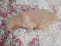 Mira, a female Golden Retriever for sale in Pittsburg, TX – Photo 3 of 10