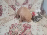 Mira, a female Golden Retriever for sale in Pittsburg, TX – Photo 7 of 10