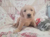 Mira, a female Golden Retriever for sale in Pittsburg, TX – Photo 9 of 10