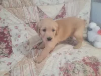 Mira, a female Golden Retriever for sale in Pittsburg, TX – Photo 2 of 10