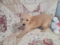 Mira, a female Golden Retriever for sale in Pittsburg, TX – Photo 10 of 10