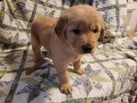 Bonnie, a female Golden Retriever for sale in Pittsburg, TX – Photo 1 of 10