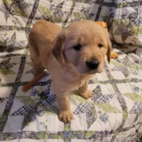 Bonnie, a female Golden Retriever for sale in Pittsburg, TX – Photo 5 of 10