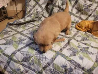 Bonnie, a female Golden Retriever for sale in Pittsburg, TX – Photo 6 of 10