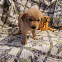 Bonnie, a female Golden Retriever for sale in Pittsburg, TX – Photo 10 of 10