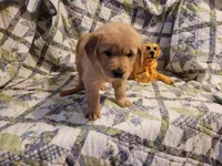 Bonnie, a female Golden Retriever for sale in Pittsburg, TX – Photo 10 of 10