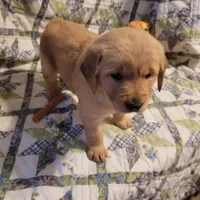 Bonnie, a female Golden Retriever for sale in Pittsburg, TX – Photo 8 of 10