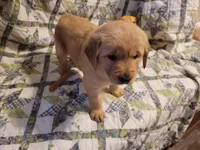 Bonnie, a female Golden Retriever for sale in Pittsburg, TX – Photo 8 of 10