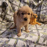 Bonnie, a female Golden Retriever for sale in Pittsburg, TX – Photo 2 of 10