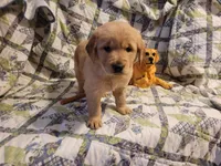 Bonnie, a female Golden Retriever for sale in Pittsburg, TX – Photo 2 of 10