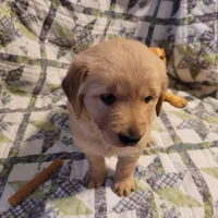Bonnie, a female Golden Retriever for sale in Pittsburg, TX – Photo 3 of 10
