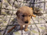 Bonnie, a female Golden Retriever for sale in Pittsburg, TX – Photo 3 of 10