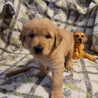 Bonnie, a female Golden Retriever for sale in Pittsburg, TX – Photo 4 of 10