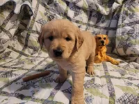 Bonnie, a female Golden Retriever for sale in Pittsburg, TX – Photo 4 of 10