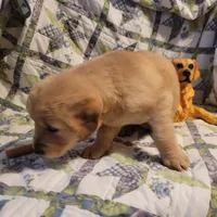 Bonnie, a female Golden Retriever for sale in Pittsburg, TX – Photo 7 of 10