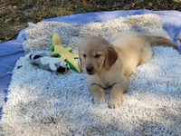 AMMIE, a female Golden Retriever for sale in Pittsburg, TX – Photo 10 of 10
