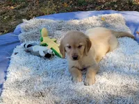 AMMIE, a female Golden Retriever for sale in Pittsburg, TX – Photo 3 of 10