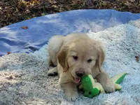 AMMIE, a female Golden Retriever for sale in Pittsburg, TX – Photo 4 of 10