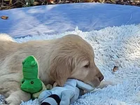 AMMIE, a female Golden Retriever for sale in Pittsburg, TX – Photo 5 of 10