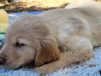 AMMIE, a female Golden Retriever for sale in Pittsburg, TX – Photo 7 of 10