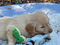 AMMIE, a female Golden Retriever for sale in Pittsburg, TX – Photo 6 of 10