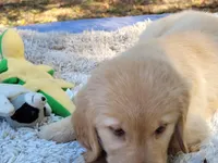 AMMIE, a female Golden Retriever for sale in Pittsburg, TX – Photo 9 of 10