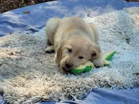 AMMIE, a female Golden Retriever for sale in Pittsburg, TX – Photo 2 of 10
