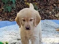 AMMIE, a female Golden Retriever for sale in Pittsburg, TX – Photo 1 of 10