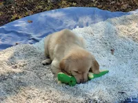 AMMIE, a female Golden Retriever for sale in Pittsburg, TX – Photo 8 of 10