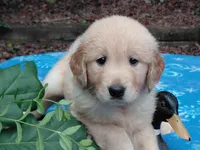 ASHUR, a male Golden Retriever for sale in Pittsburg, TX – 5 of 9