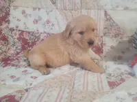 Lithyia, a female Golden Retriever for sale in Pittsburg, TX – Photo 5 of 10