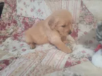 Lithyia, a female Golden Retriever for sale in Pittsburg, TX – Photo 3 of 10