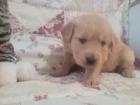 Lithyia, a female Golden Retriever for sale in Pittsburg, TX – Photo 10 of 10