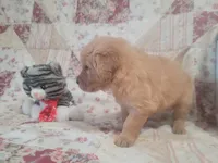 Lithyia, a female Golden Retriever for sale in Pittsburg, TX – Photo 4 of 10