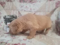 Lithyia, a female Golden Retriever for sale in Pittsburg, TX – Photo 2 of 10